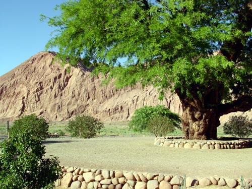 11UNARBRE