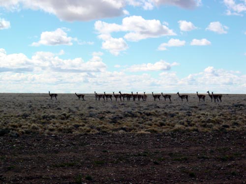 179GUANACOS