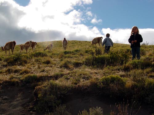236GUANACOS
