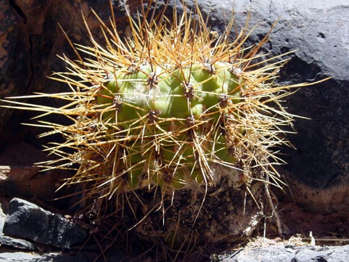31CACTUSTOUJOURS