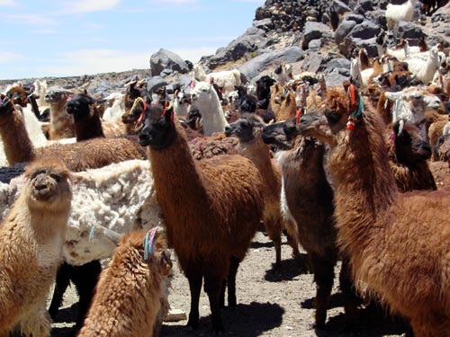 52LAMAS