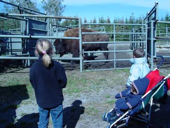 Bison