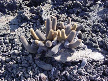 CACTUSDELAVE
