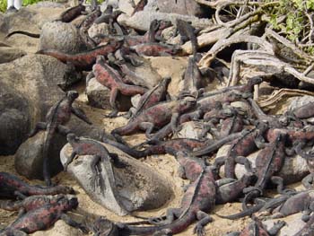 IGUANESDEMER