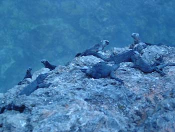 IGUANESMARINS