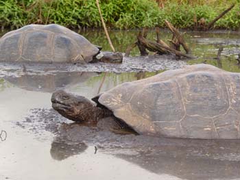TORTUEDE100ANS