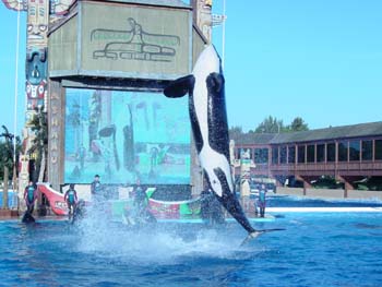 seaworld2