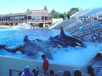 seaworld3