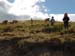 236GUANACOS