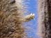 30CACTUSENCORE