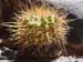 31CACTUSTOUJOURS