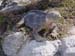 IGUANEDETERRE