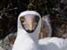 MASQUE