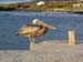 PELICAN