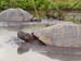TORTUEDE100ANS