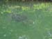 TORTUES