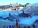 seaworld3